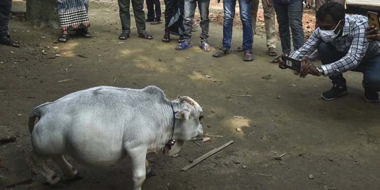 বিদেশি গণমাধ্যমে ‘রাণী’র খবর: লকডাউনেও দেখতে ভিড়