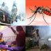 ২০১৯ সালের রেকর্ড ভাঙলো ডেঙ্গু