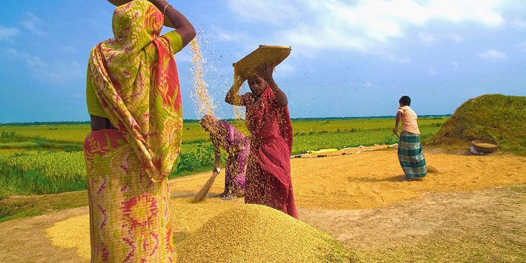 ‘এবছর বোরো ধানের উৎপাদন লক্ষ্যমাত্রার চেয়ে বেশি হবে’