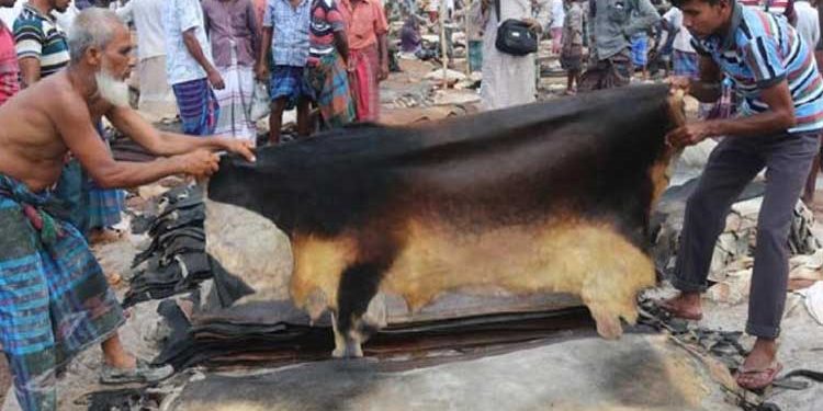 দাম না পেয়ে ক্ষতির মুখে নাটোরের চামড়া ব্যবসায়ীরা