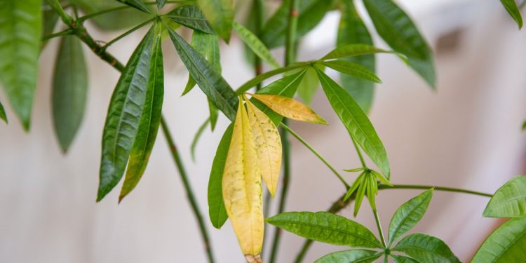 গাছের পাতা হলুদ হয়ে যাওয়ার ৮ কারণ